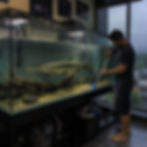 Man cleaning a large fish tank with a siphon. Inside, a long fish swims. Rainy cityscape visible through window. Calm indoor mood.