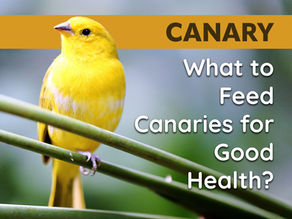 What to Feed Canaries for Good Health?