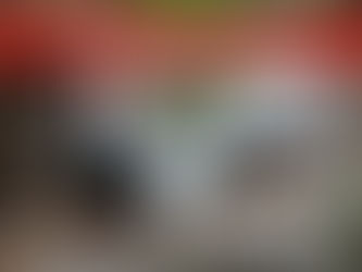 How to build the ideal Silver Pheasant habitat ?