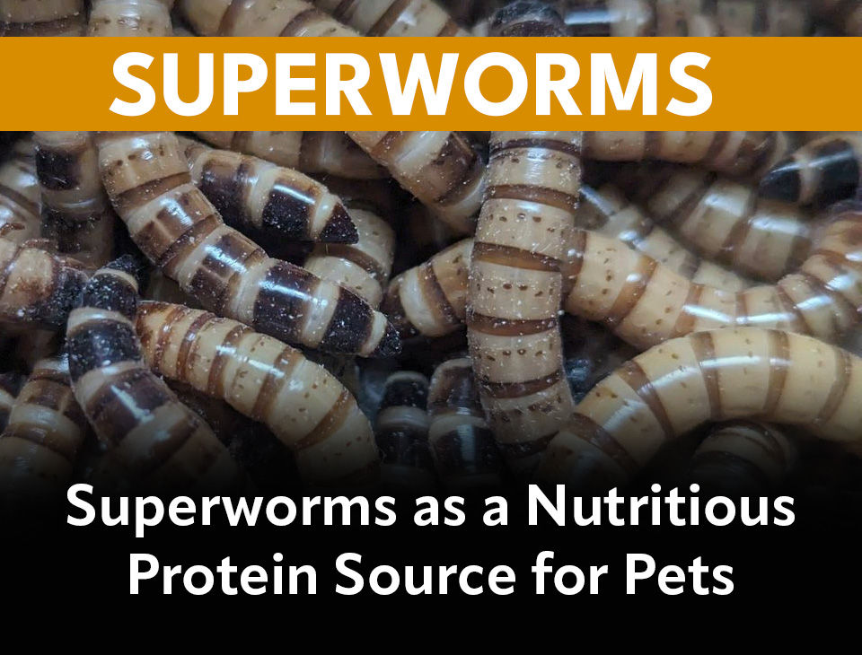Superworms as a Nutritious Protein Source for Pets