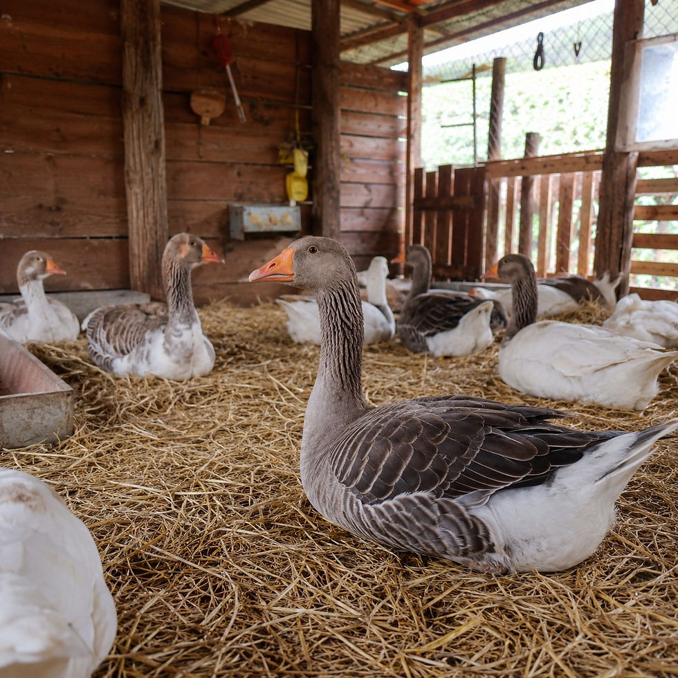 Geese rest on straw in a wooden barn. The setting is rustic, with soft light and a calm ambiance. No text is visible.