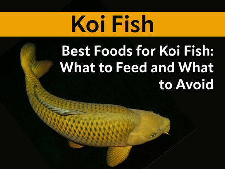 Best Foods for Koi Fish: What to Feed and What to Avoid?