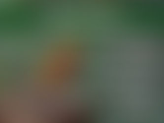 Pheasants Summer Care Guide: Shade, Water Aur Disease Safety