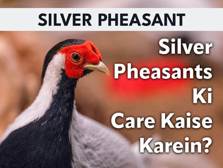 Silver Pheasants Ki Care Kaise Karein?