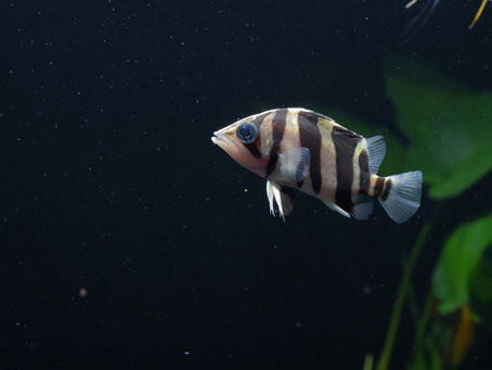 Feeding Datnoids: Indonesian Tiger Fish ko Kya Khilayein Best Health aur Color ke Liye