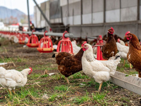 Kya Mealworms Backyard Hens Ki Egg Production Badhaate Hain?