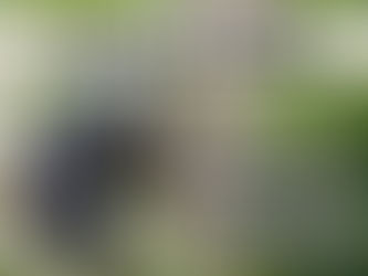 Sloth Bear Habitat: Understanding Their Natural and Captive Environment