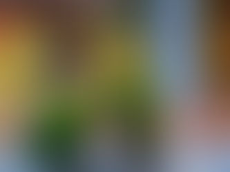 Parakeets Diseases Aur Treatment Guide