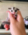 A sugar glider with gray and white fur is held in a person's hand in a kitchen setting, looking directly at the camera.