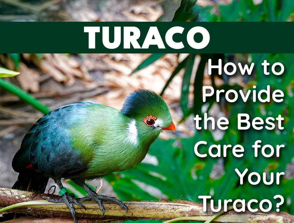Vw Turaco How to Provide the Best Care for Your Turaco?