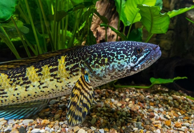 Ek Spotted Snakehead Fish Aquarium Mein