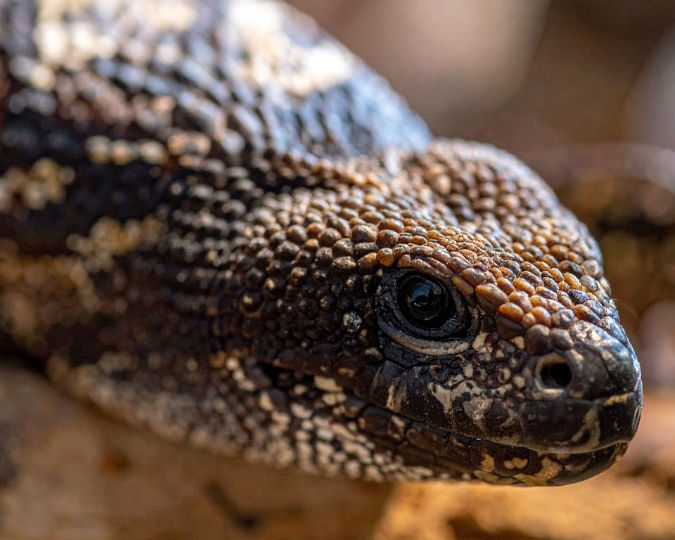 Close-up of a lizard's textured head with brown and white scales. The background is blurred, creating a natural, serene setting.