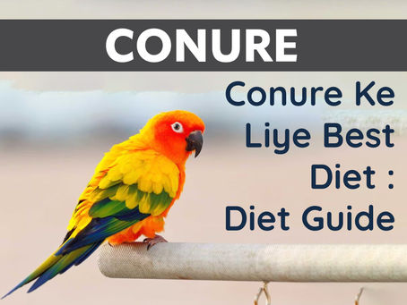 Conure Ke Liye Best Diet: Diet Guide