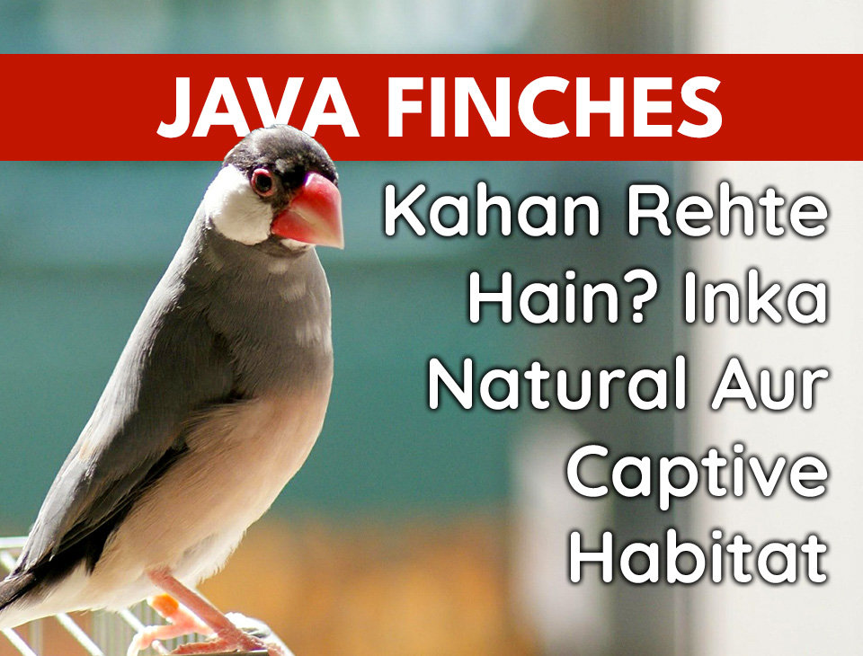 Java Habitat Java Finches Kahan Rehte Hain? Inka Natural Aur Captive Habitat