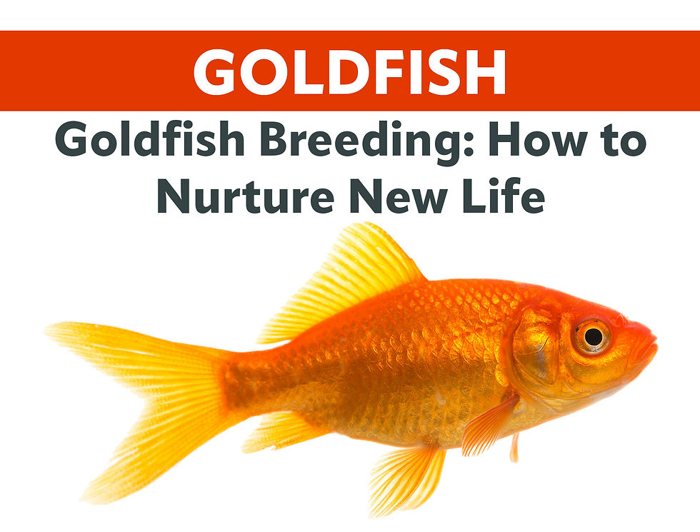 Goldfish Breeding: How to Nurture New Life