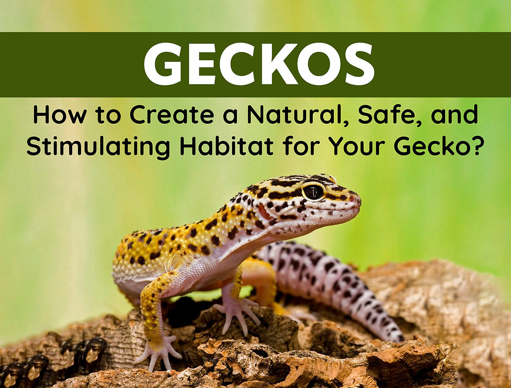 Gecko Environment How to Create a Natural, Safe, and Stimulating Habitat for Your Gecko?
