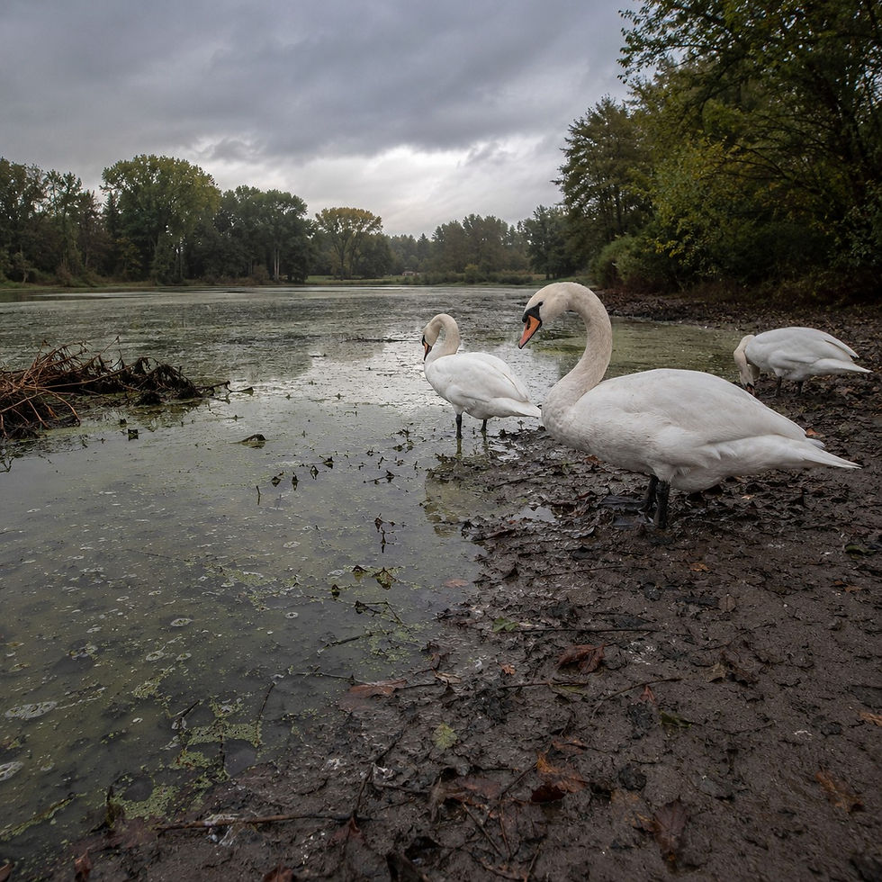 Three swans stand by a muddy lake under a cloudy sky. The surrounding trees are lush and green, creating a serene atmosphere.