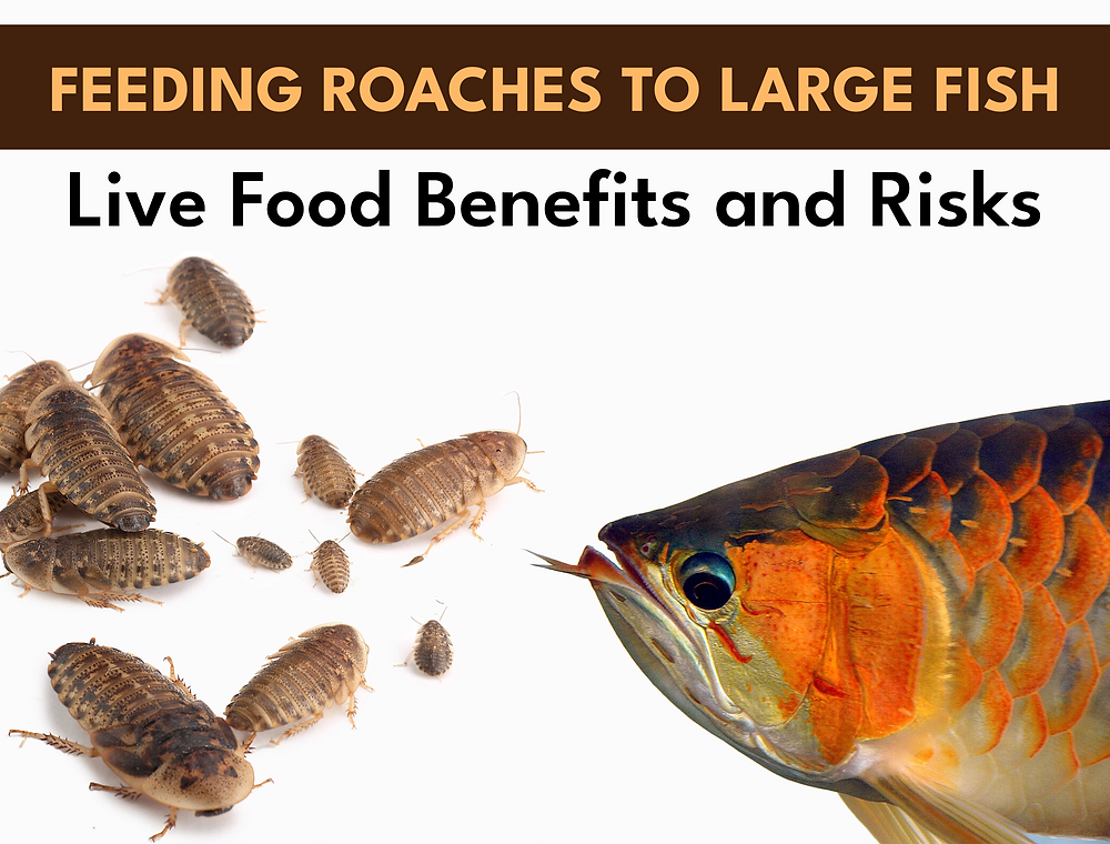 Roach Fish Roe Can Large Fish Eat Roaches Safely?