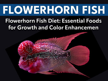 Flowerhorn Fish Diet: Essential Foods for Growth and Color Enhancement