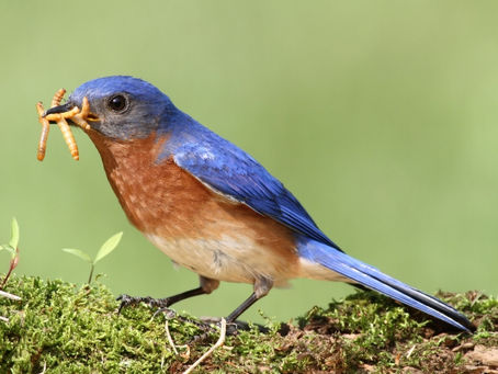 Bluebirds Diet and Feeding Guide for Optimal Health and Energy