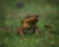 A brown toad sits on green grass, facing the camera with a curious expression. The background is a soft blur of green.