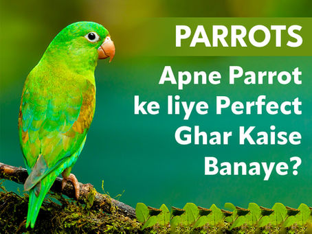 Apne Parrot ke liye Perfect Ghar Kaise Banaye?
