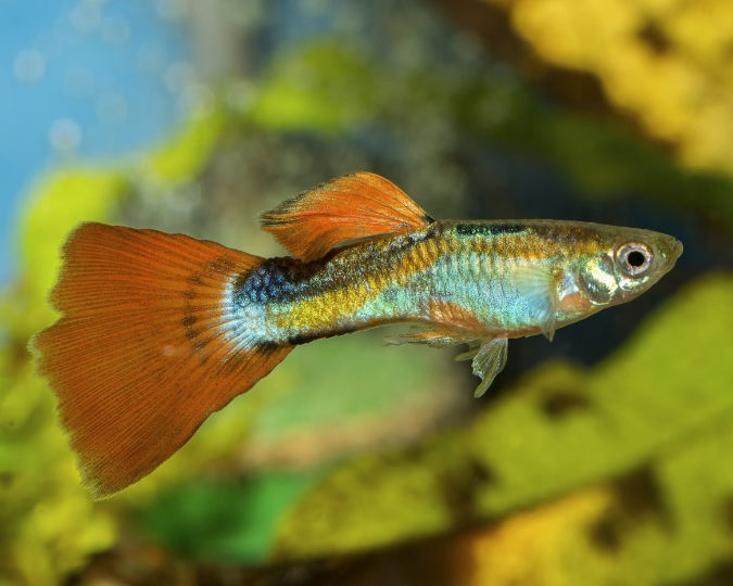 Colorful Guppy Fish