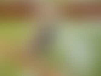 Winter Care Tips to Attract Birds to Your Balcony