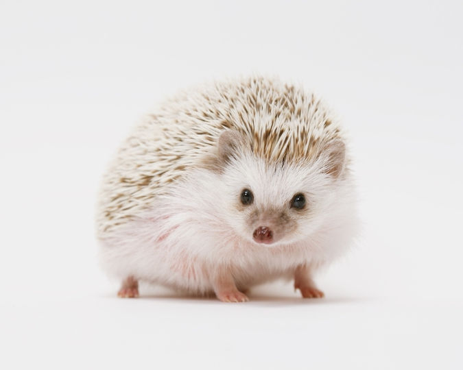 A small hedgehog with white and brown quills stands on a plain white background, looking directly at the camera, conveying a calm mood.