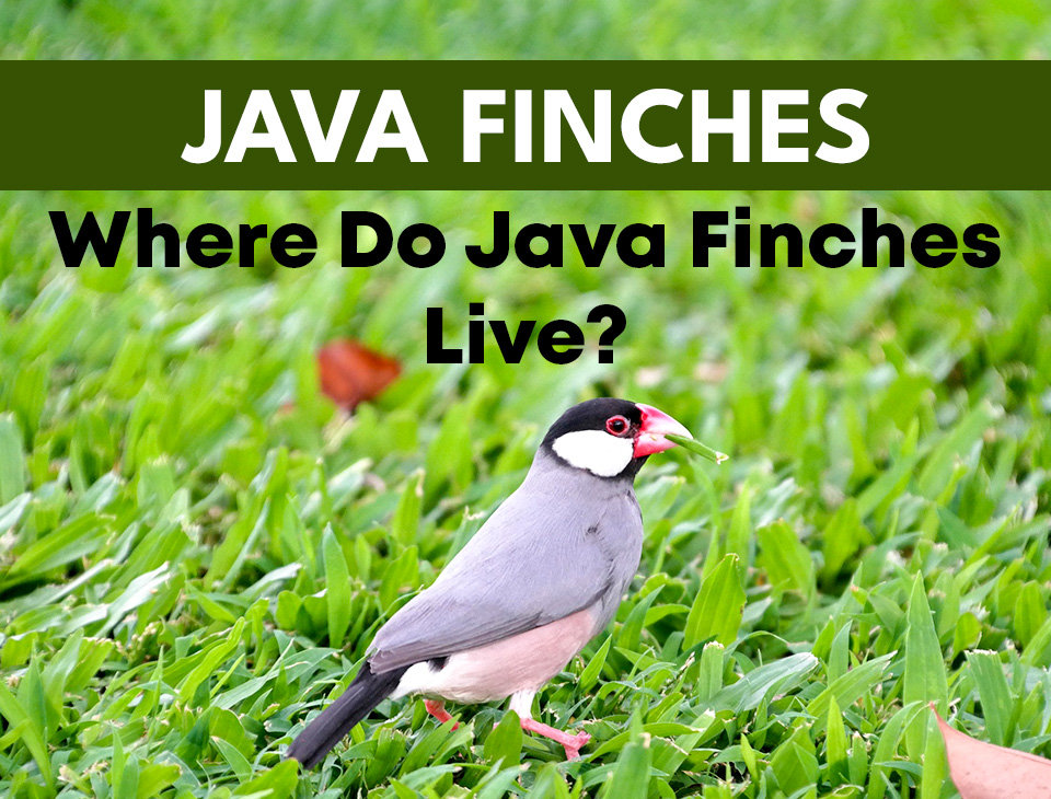 Java Habitat Where Do Java Finches Live? Their Natural & Captive Habitat
