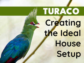 Creating the Ideal House Set up for Your Turaco