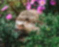 A hedgehog in a garden setting with vibrant pink flowers, surrounded by green foliage, creating a lively and natural scene.