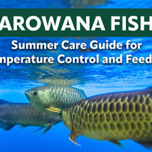 Arowana Fish Summer Care Guide for Temperature Control and Feeding