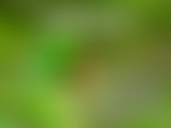 How to Take Care of a Parrot?