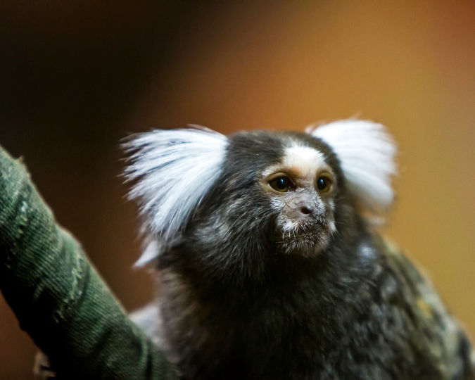 A marmoset with white ear tufts sits on a branch. The background is blurred, creating a warm, natural ambiance.