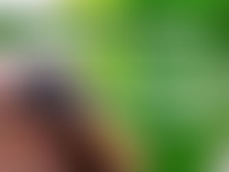 Jumping Spider Diet & Feeding Guide