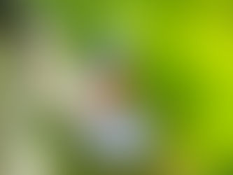 Bluebirds Nest Box Aur Habitat Setup Guide