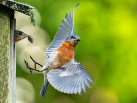 Bluebirds Nest Box Aur Habitat Setup Guide