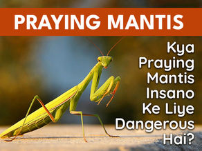 Kya Praying Mantis Insano Ke Liye Dangerous Hai?