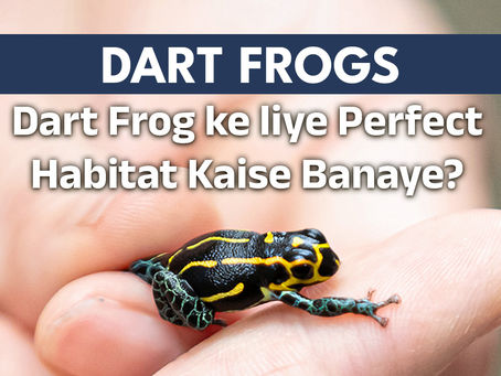 Dart Frog ke liye Perfect Habitat Kaise Banaye?