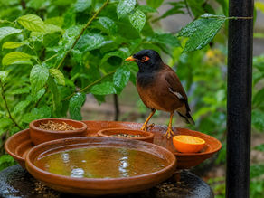 Mynah Birds in Wet Weather: Preventing Illness & Maintaining Clean Feeding Areas