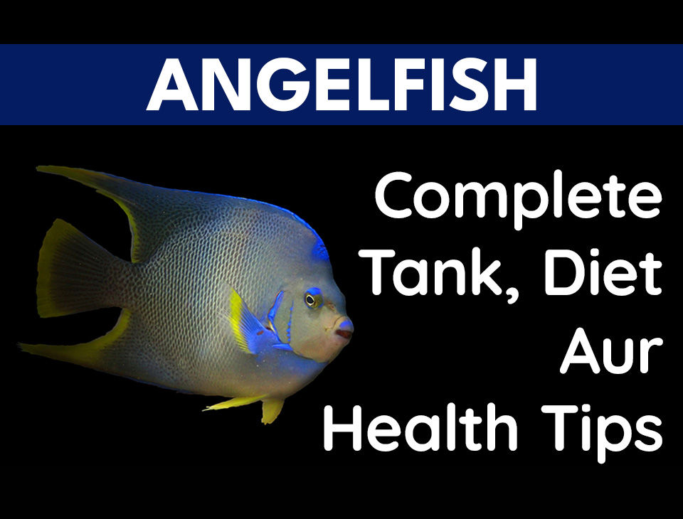 Angelfish Care Guide: Complete Tank, Diet Aur Health Tips