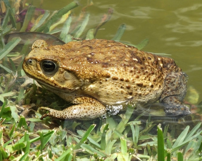 A brown toad with bumpy skin sits partially submerged in a pond near green grass, with a calm, natural setting in the background.