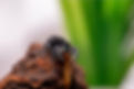 Black jumping spider on brown rock, eating a mealworm.