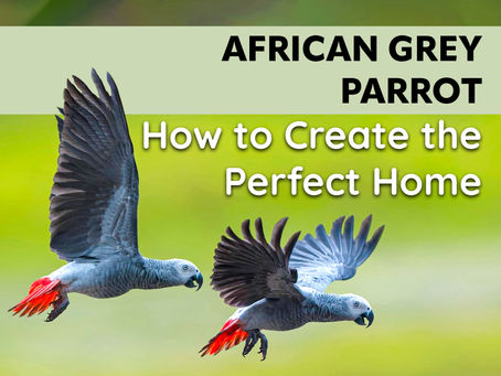 How to Create the Perfect Home for Your African Grey Parrot?