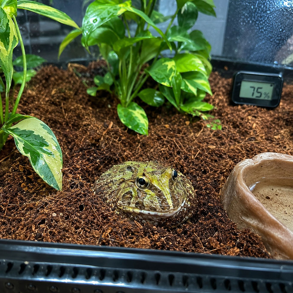 A frog sits in a terrarium on brown soil, surrounded by green plants. A humidity gauge reads 75%. A water dish is on the right.