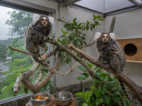 Marmoset Monkeys in Humid Weather: Preventing Illness Through Clean Living Spaces