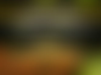 Loaches Fish Care Guide for Beginners with Daily Care Essentials