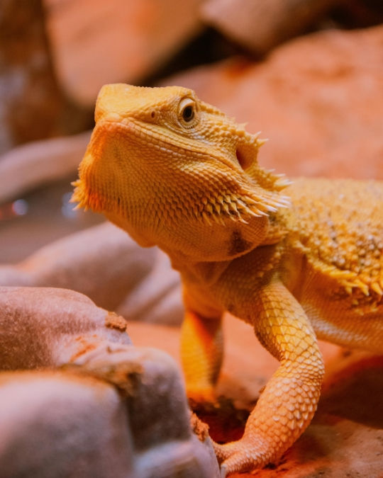 Bearded dragon on orange rocks, looking alert with textured skin. Warm lighting enhances the reptile's earthy tones. No text visible.