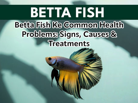 Betta Fish Ke Common Health Problems: Signs, Causes & Treatments